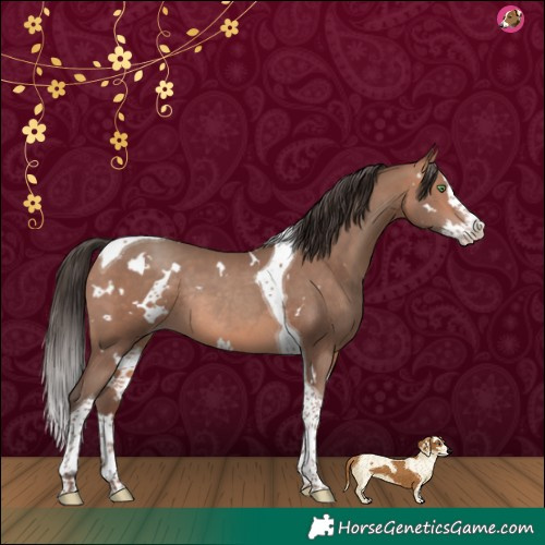 Horse Color:White Spotted Amber Champagne Splash Tobiano Rabicano 