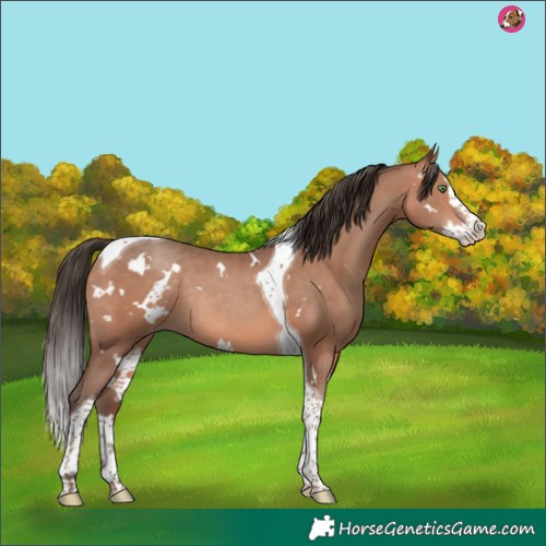 Horse Color:White Spotted Amber Champagne Splash Tobiano Rabicano 