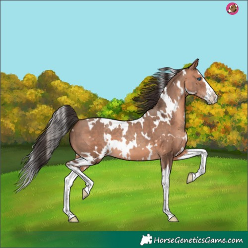 Horse Color:White Spotted Amber Champagne Splash 