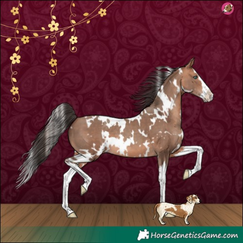 Horse Color:White Spotted Amber Champagne Splash 