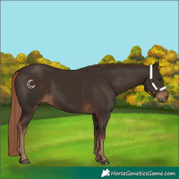 Horse Color:Liver Chestnut 