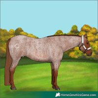 Horse Color:Red Roan 