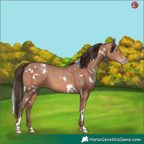 Horse Color:White Spotted Amber Champagne 