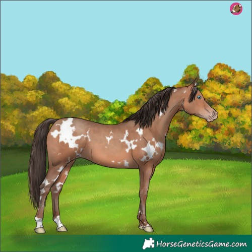 Horse Color:White Spotted Amber Champagne 
