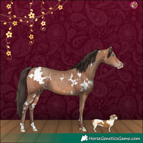 Horse Color:White Spotted Amber Champagne 