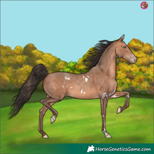 Horse Color:White Spotted Amber Champagne 