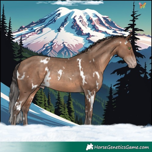 Horse Color:White Spotted Sable Champagne Rabicano 