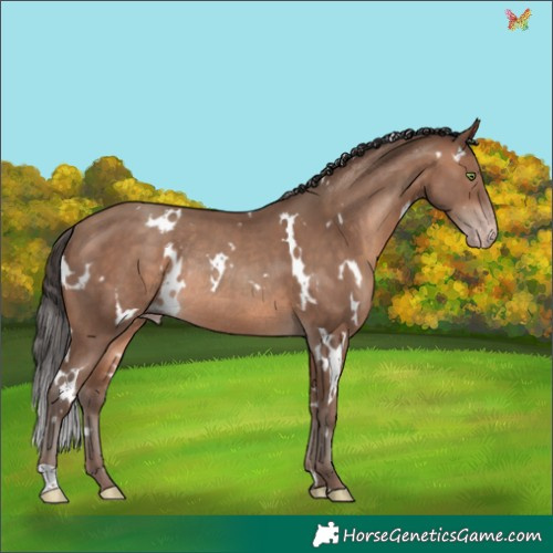 Horse Color:White Spotted Sable Champagne Rabicano 