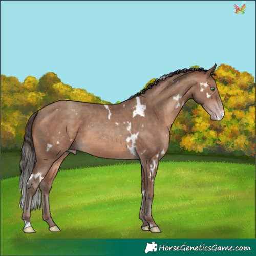 Horse Color:White Spotted Sable Champagne 