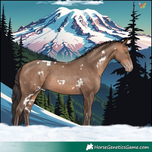 Horse Color:White Spotted Amber Champagne 