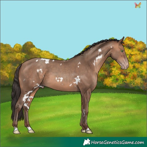 Horse Color:White Spotted Amber Champagne 