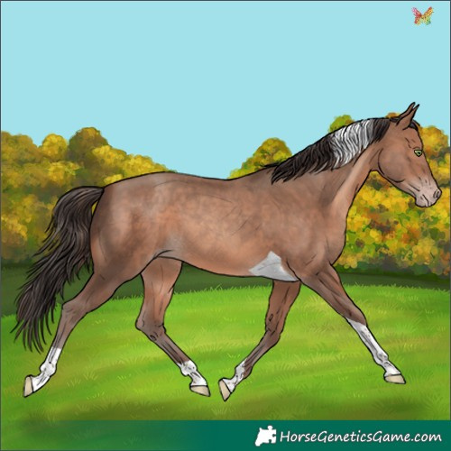 Horse Color:Sable Champagne Tobiano 