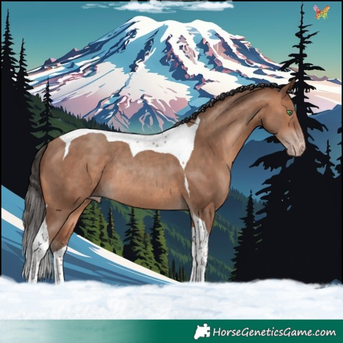 Horse Color:Sable Champagne Tobiano Rabicano 