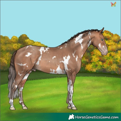 Horse Color:White Spotted Amber Champagne 