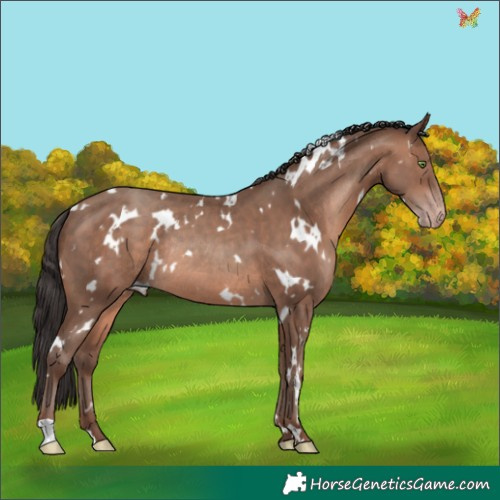 Horse Color:White Spotted Sable Champagne Rabicano 