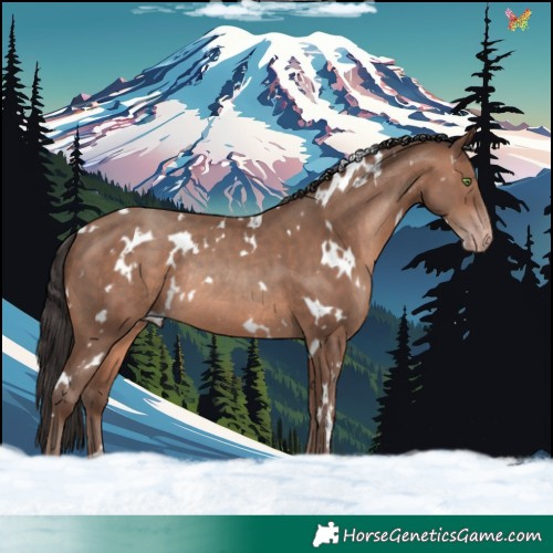 Horse Color:White Spotted Sable Champagne Rabicano 
