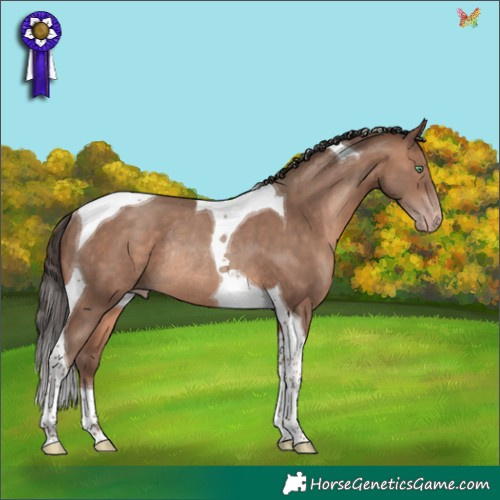 Horse Color:Sable Champagne Tobiano Rabicano 