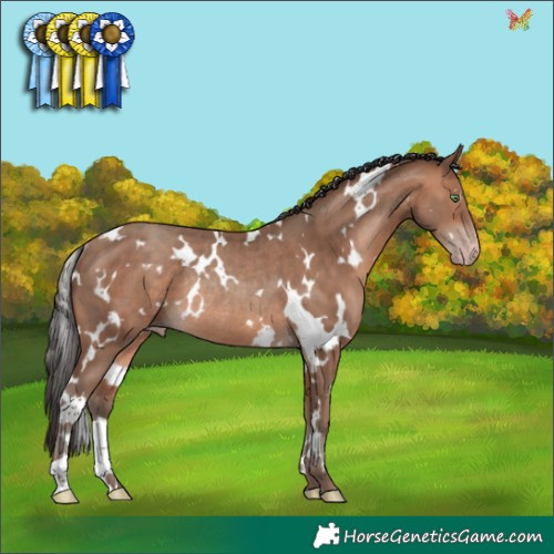 Horse Color:White Spotted Sable Champagne Rabicano 