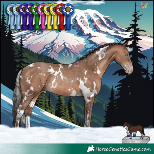 Horse Color:White Spotted Sable Champagne Rabicano 