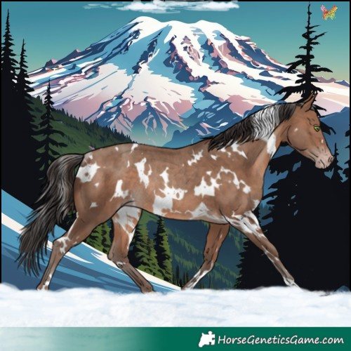 Horse Color:White Spotted Sable Champagne Rabicano 