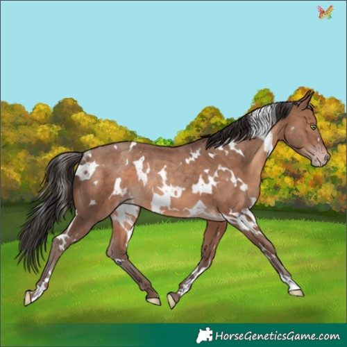 Horse Color:White Spotted Sable Champagne Rabicano 