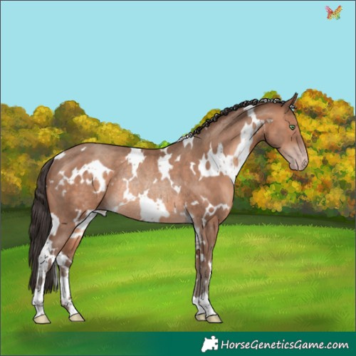 Horse Color:White Spotted Sable Champagne Rabicano 