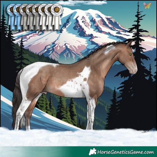 Horse Color:Sable Champagne Tobiano 