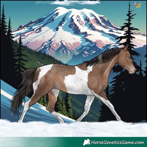 Horse Color:Sable Champagne Tobiano Rabicano 