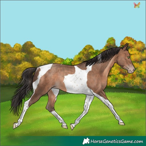 Horse Color:Sable Champagne Tobiano Rabicano 