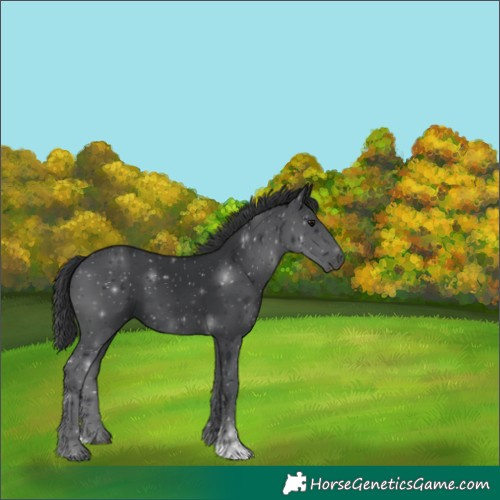 Horse Color:Black 