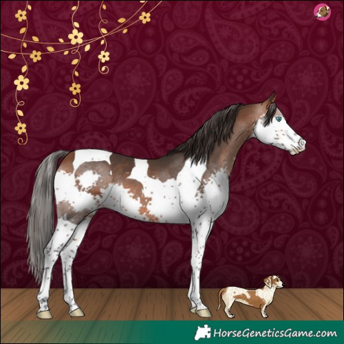 Horse Color:Bay Splash Tobiano 