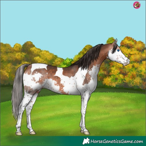Horse Color:Bay Splash Tobiano 