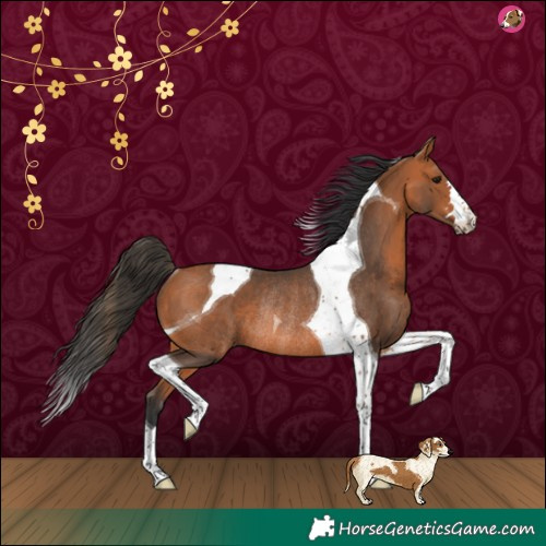 Horse Color:Bay Tobiano Rabicano 