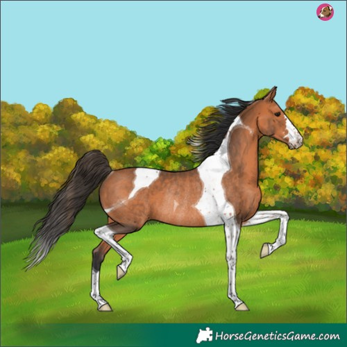 Horse Color:Bay Tobiano Rabicano 