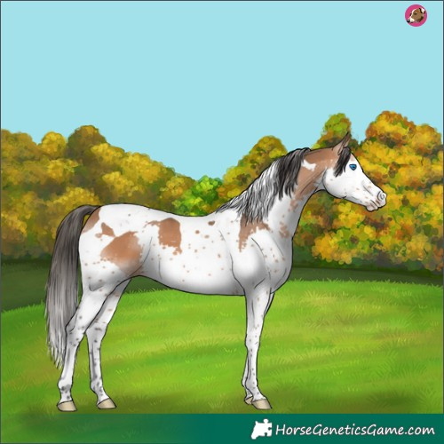 Horse Color:Bay Splash Tobiano 
