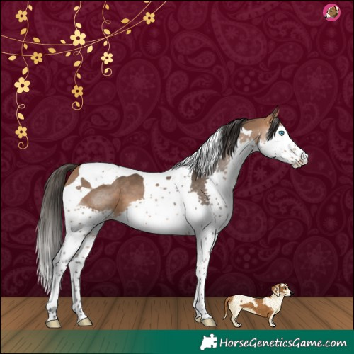 Horse Color:Bay Splash Tobiano 