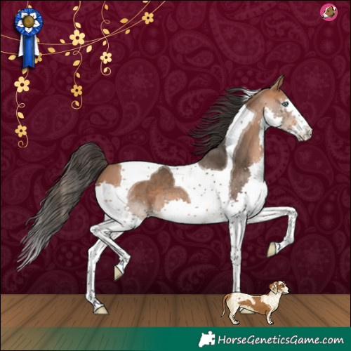 Horse Color:Bay Splash Tobiano 