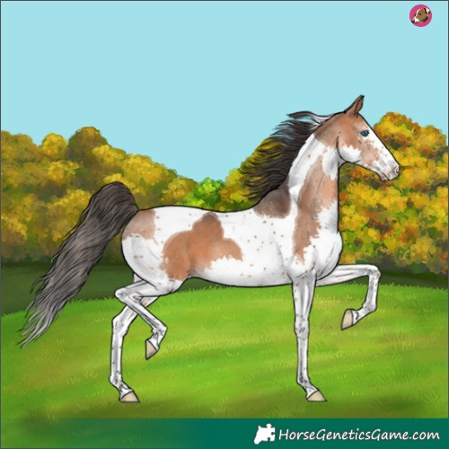 Horse Color:Bay Splash Tobiano 
