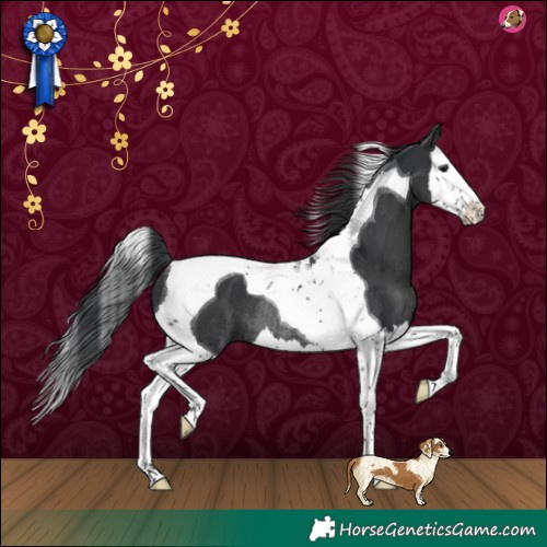 Horse Color:Black Splash Tobiano Rabicano 