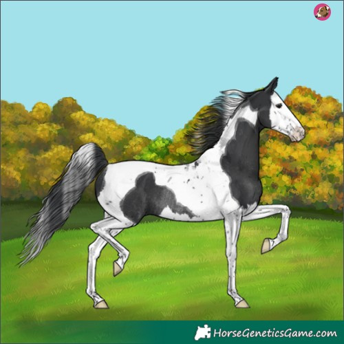 Horse Color:Black Splash Tobiano Rabicano 
