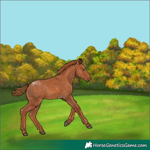 Horse Color:Chestnut Rabicano 