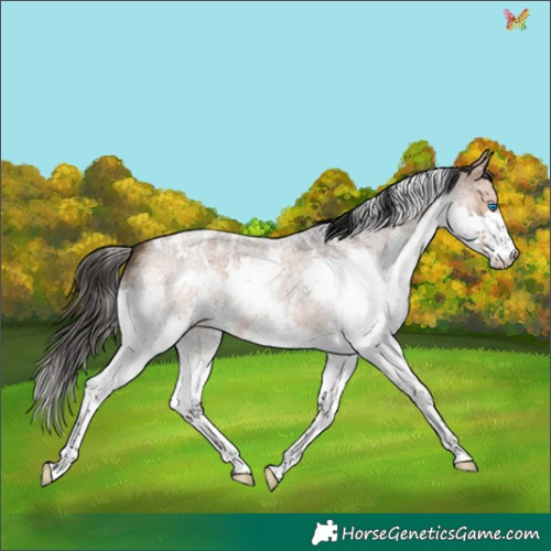 Horse Color:White Spotted Bay Roan Splash 