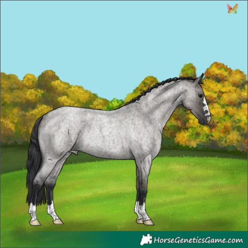 Horse Color:Grullo Roan Rabicano 