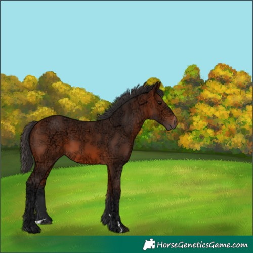 Horse Color:Bay Ice Rabicano 