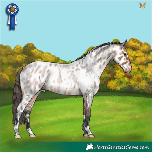 Horse Color:White Spotted Bay Roan Appaloosa Rabicano 