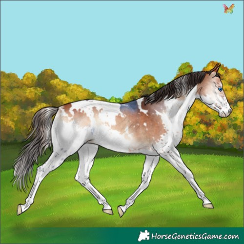 Horse Color:White Spotted Bay Onyx Splash Rabicano 