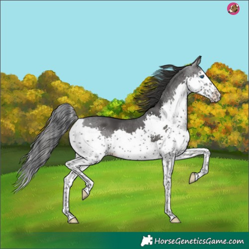 Horse Color:Black Splash 
