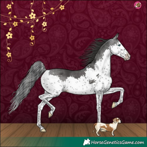 Horse Color:Black Splash 