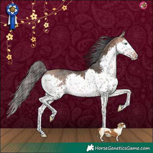 Horse Color:Bay Splash 