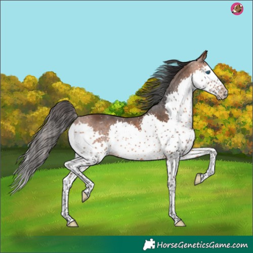 Horse Color:Bay Splash 